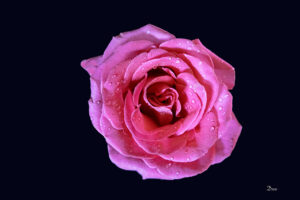 L-Rose-on-black-background
