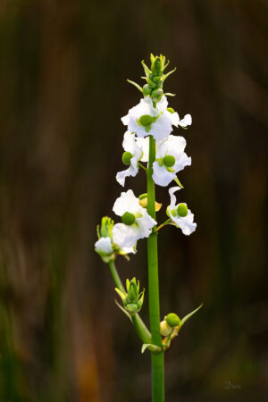 L-White-flowers-on-a-stem