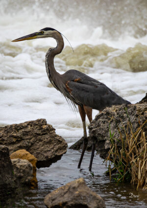 W-Blue-Heron-at-waterfall