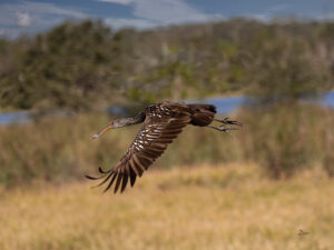 W-Brown-Ibis-in-flight