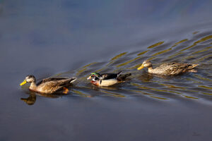 W-Ducks-in-a-row