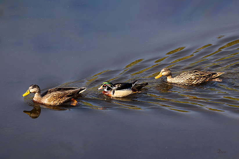W-Ducks-in-a-row
