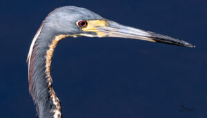 W-Head-of-Blue-Heron