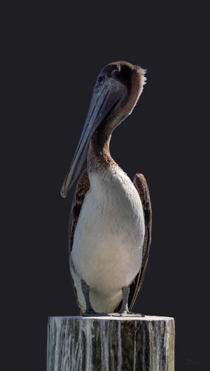 W-White-Belly-Brown-Pelican-on-post