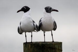 W-two-Gulls-on-post