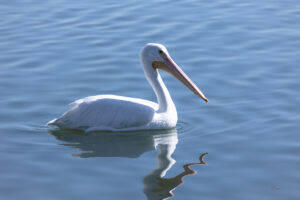 White-peligan-at-Cortez
