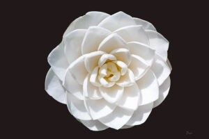 white-gardenia-on-black-background