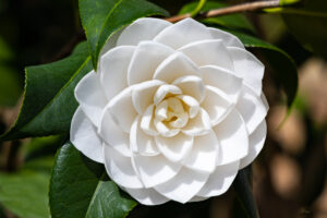 Whitee-Gardenia