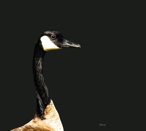 Goose on black background