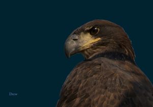 Juvenal eagle