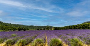 Lavender field under blue sky in south of France