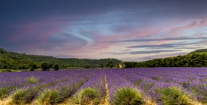 lavender fields south of France