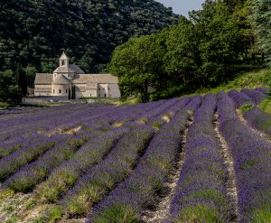 Senanque Abbey lavender fields