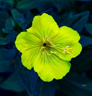 Yellow flower from garden