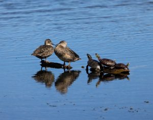 Ducks and turtles share a log
