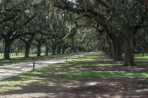 Middleton Plantation in Charleston, South Carolina