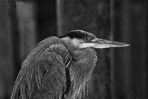 Blue heron posing black and white