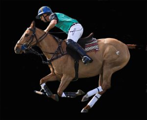 Polo horse and rider