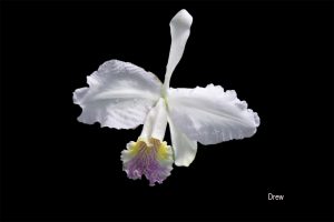 White orchid on black