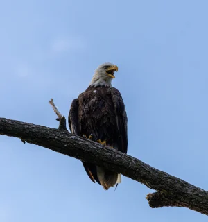 Adult Eagle Calling for His Mate