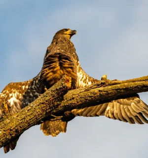 Baby Eagle Sunning Itself