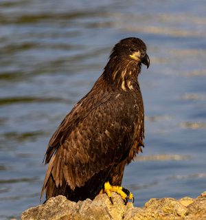 Juvenal-Eagle-by-waters