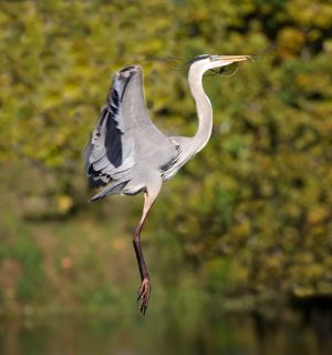 W-Blue-Heron-Building-Nest