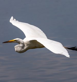 W-Great-Egret-in-flight