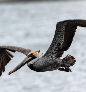 W-Peligan-in-flight