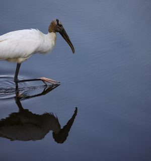 Wood-Strork-in-water